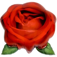 Роза красная